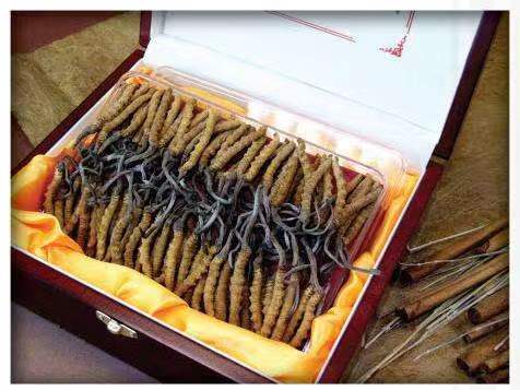 攀枝花冬虫夏草回收